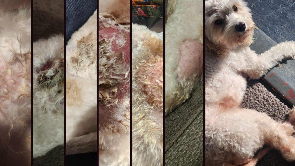 Poor Miso’s severe skin flare