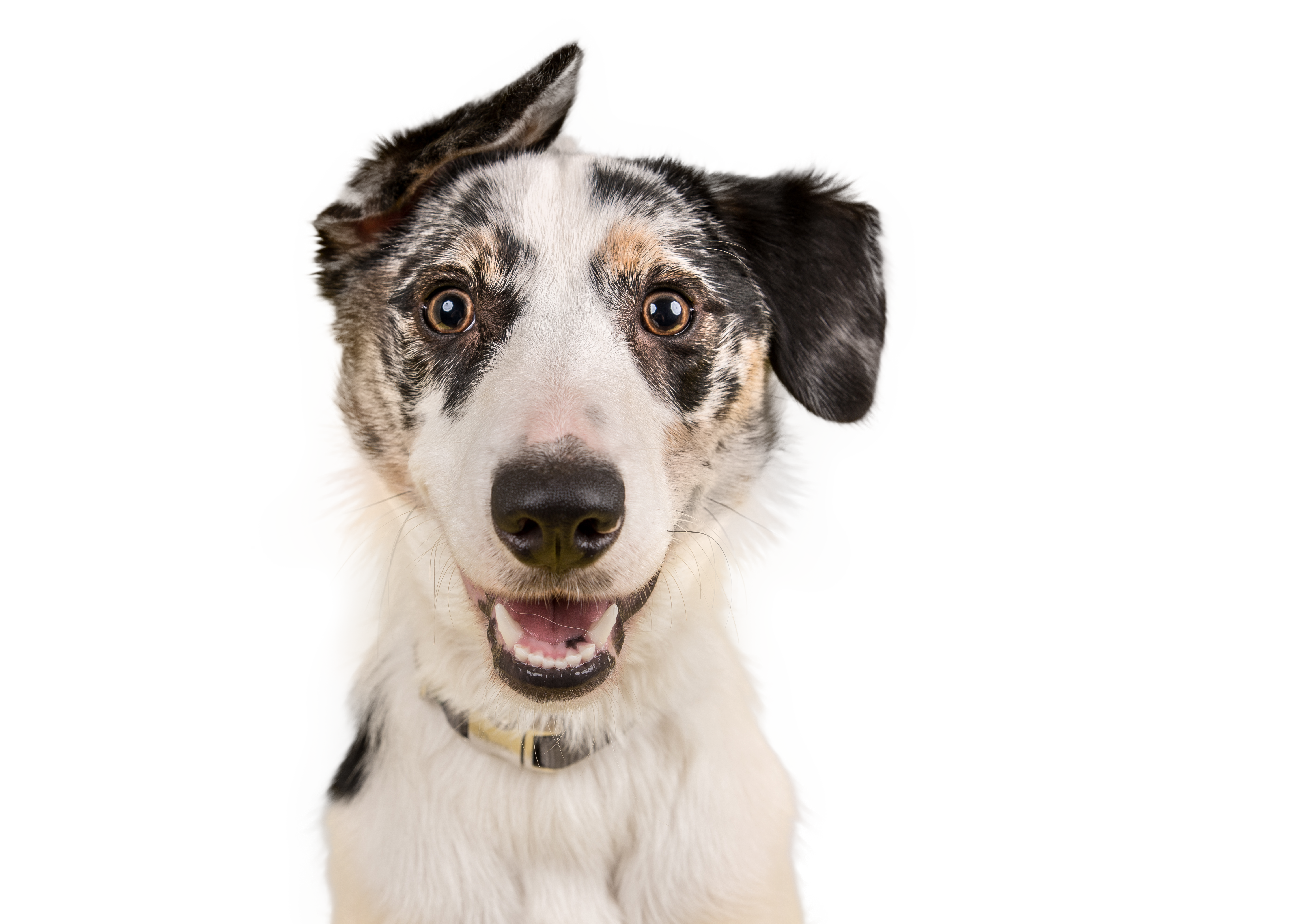 Collie Dog