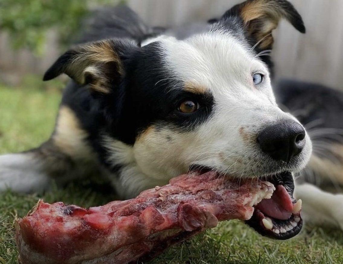 Raw dog food and shop dental health