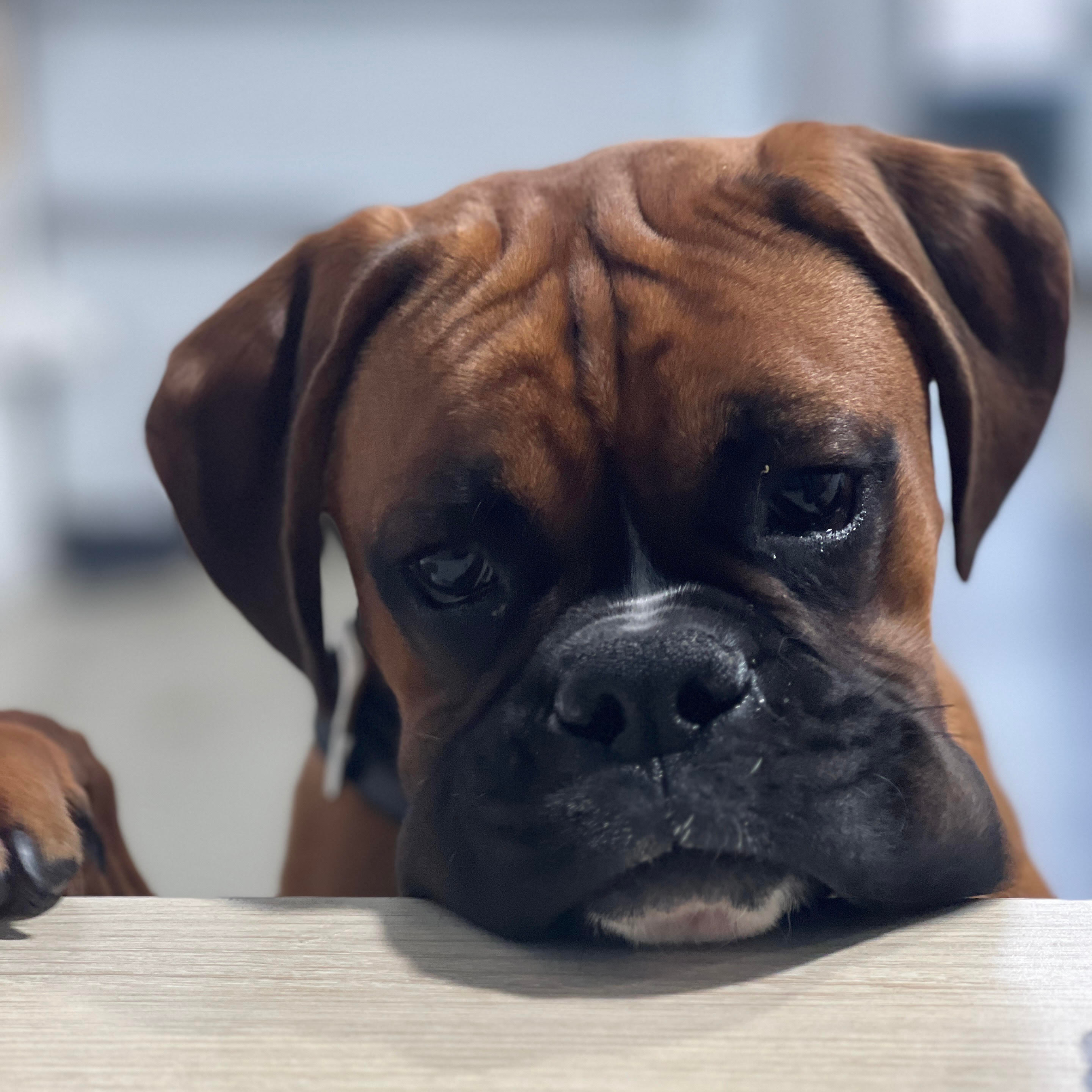Rafa