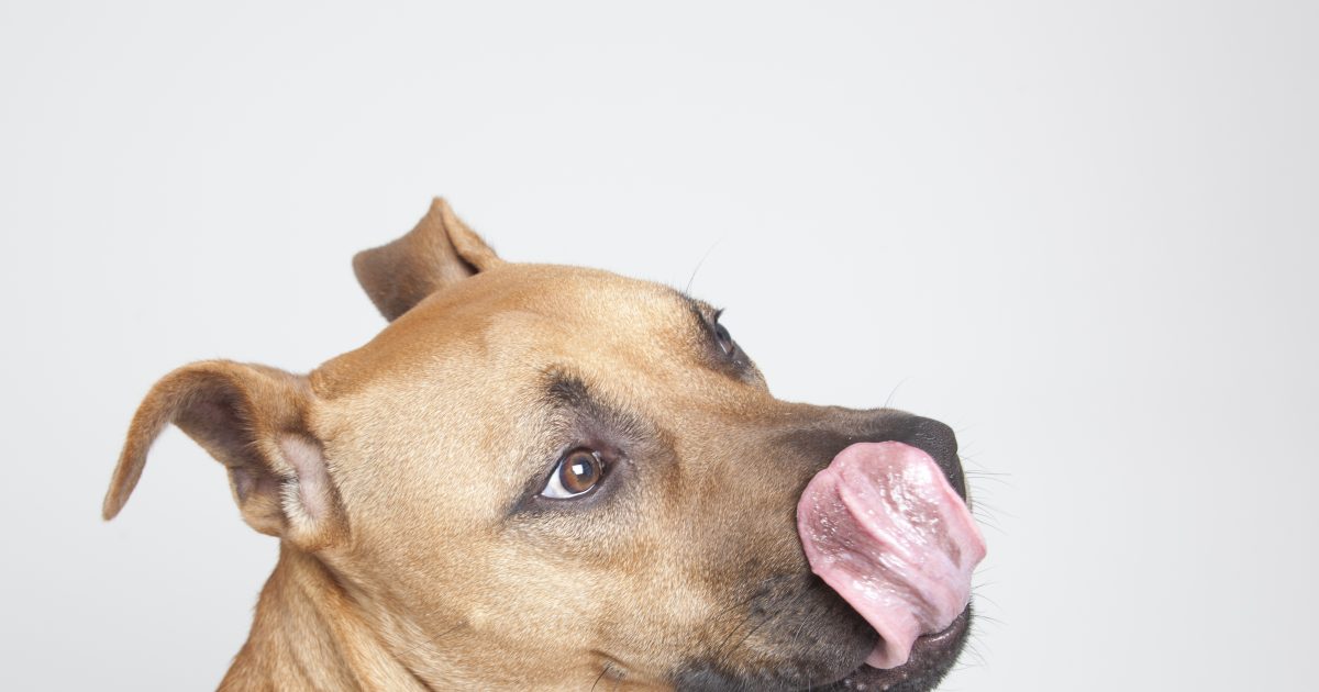 Veal Neck Bones for Dogs I Raw Essentials