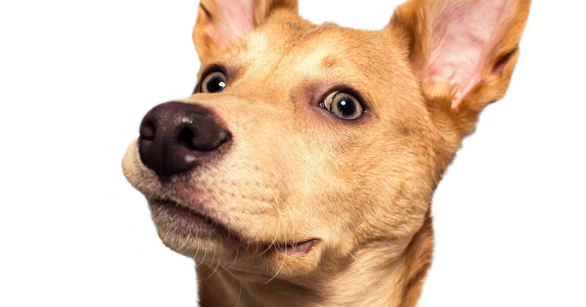 NZMade Dog & Cat Treats Natural & Zero Additives Raw Essentials