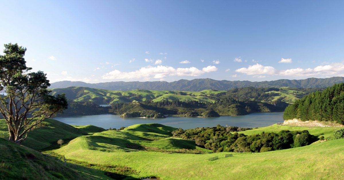 Wandering Jew a garden hazard for your Pets I Raw Essentials