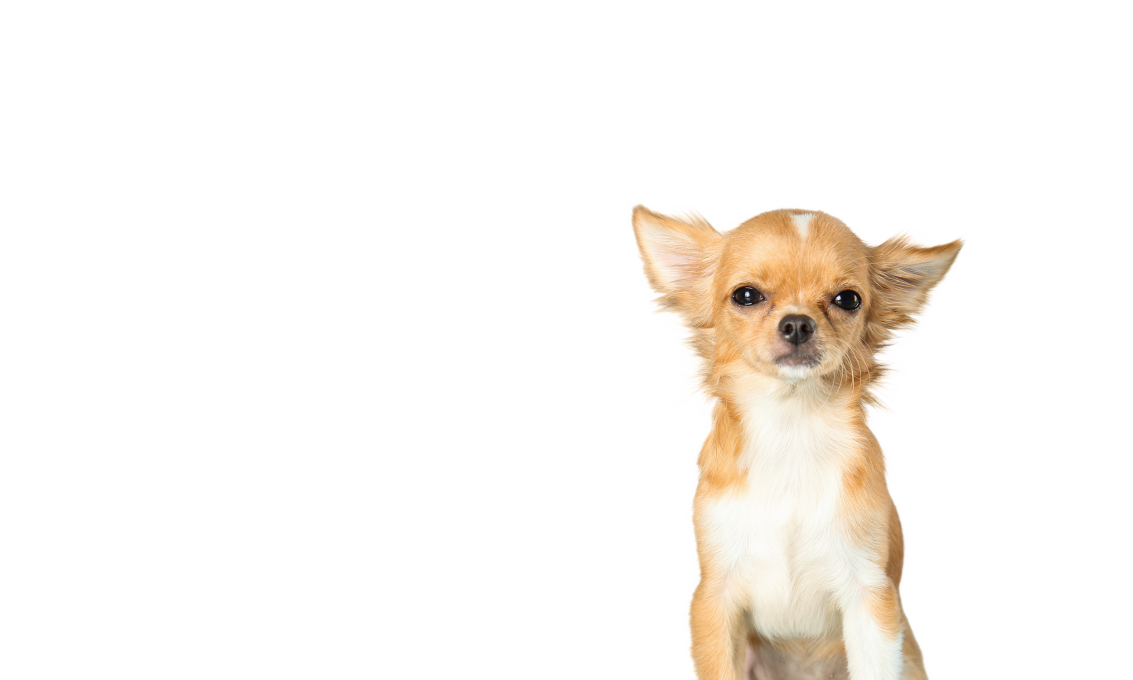 Raw Essentials Website Banners Chihuahua