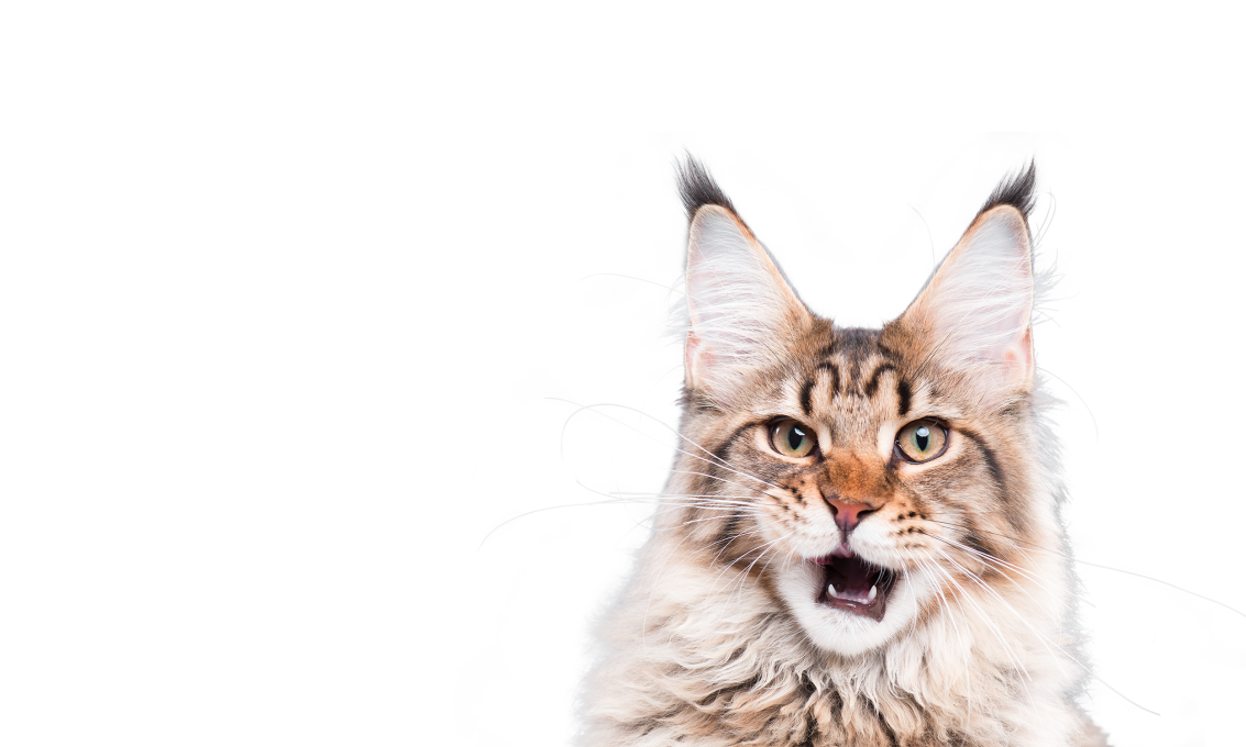 Raw Essentials Website Banners Fluffy Cat 2