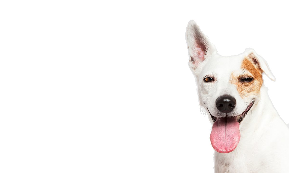 Ear Up Dog