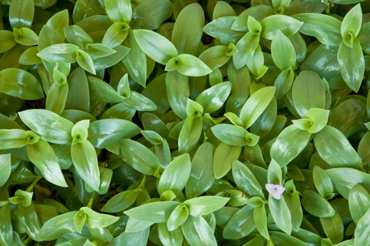 wandering jew and pets