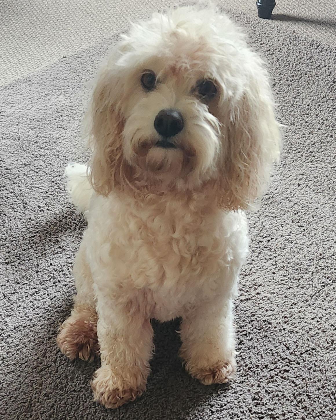 Miso