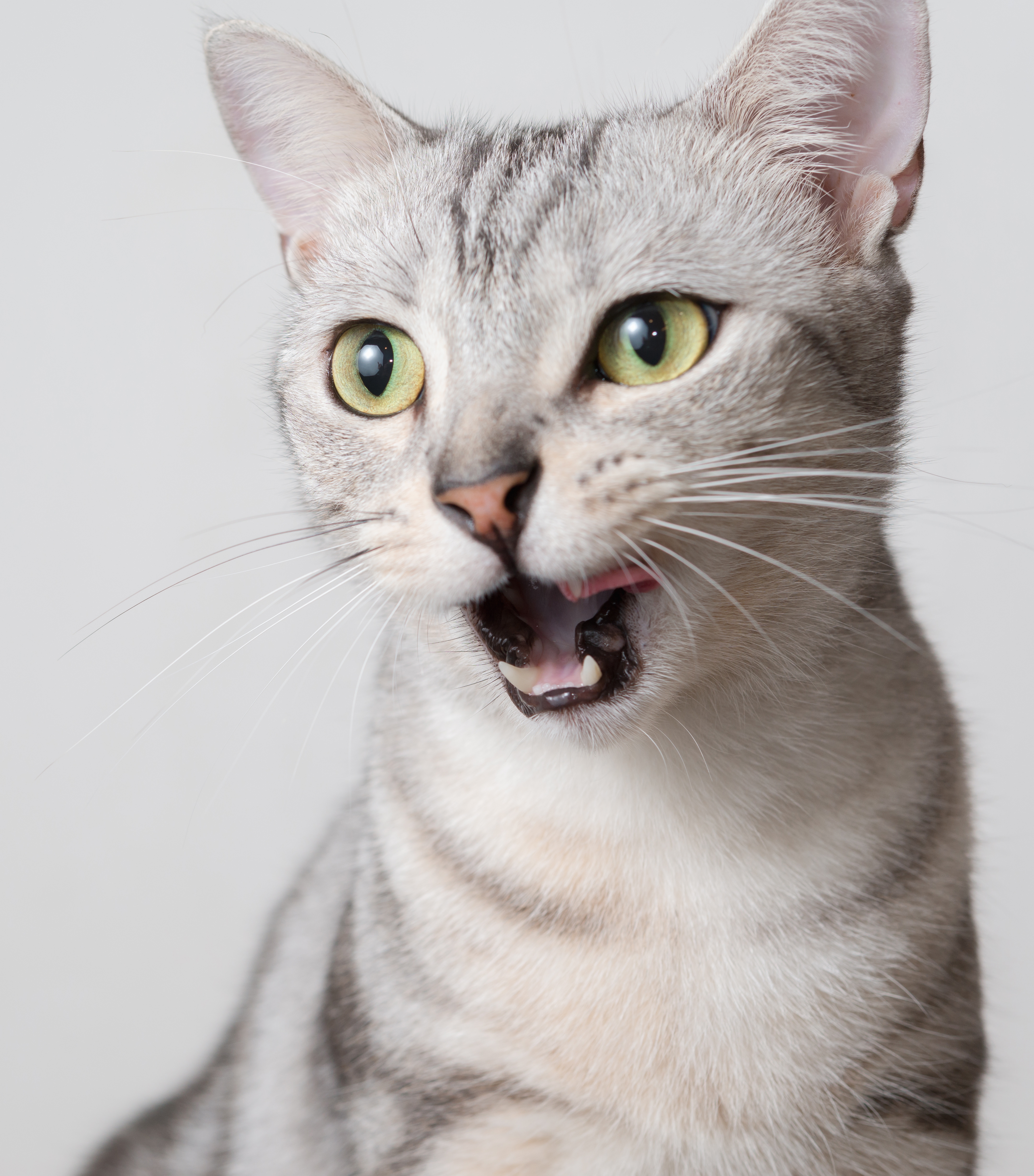 Why Is My Cat Vomiting and What Should I Do? PetHelpful