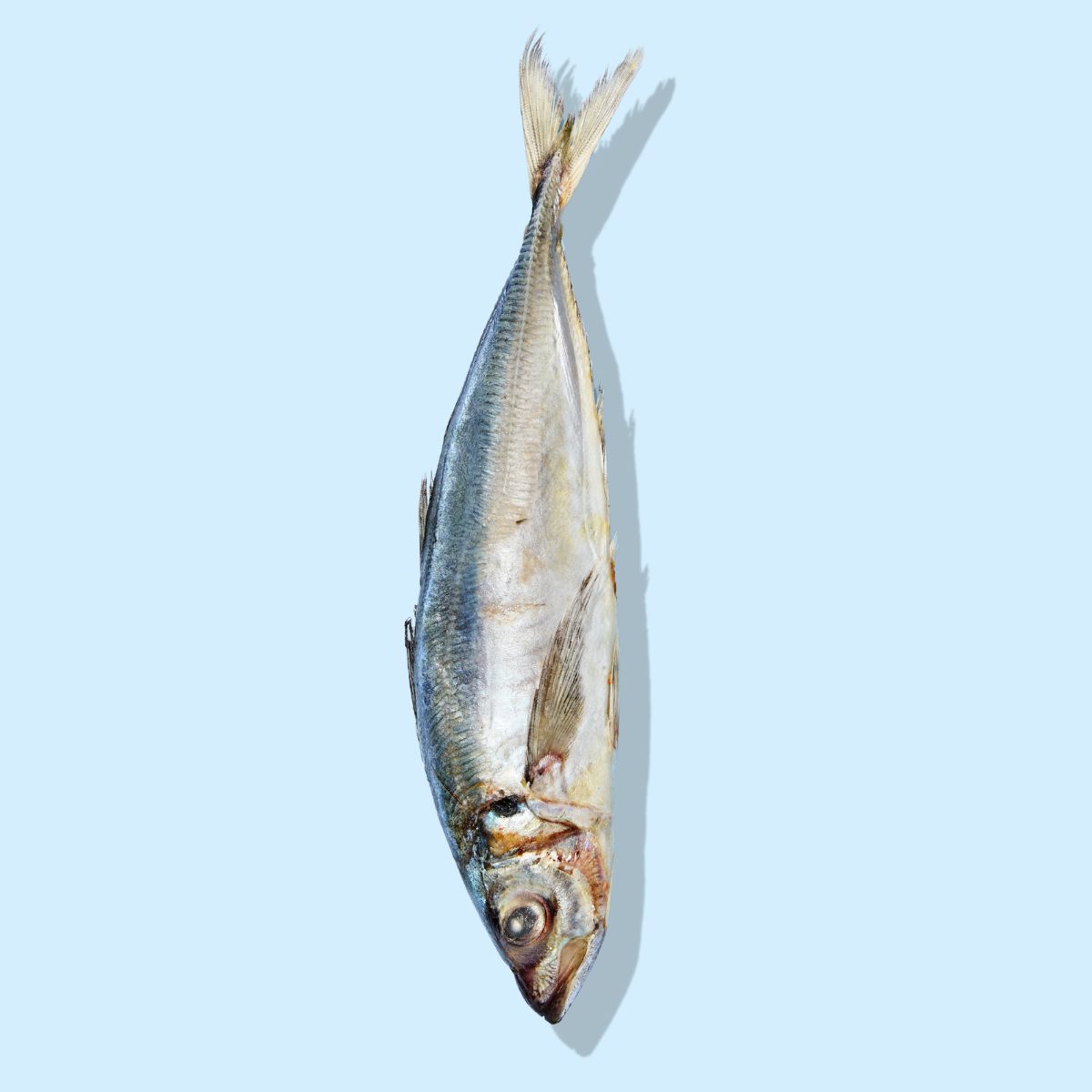 Jack Mackerel