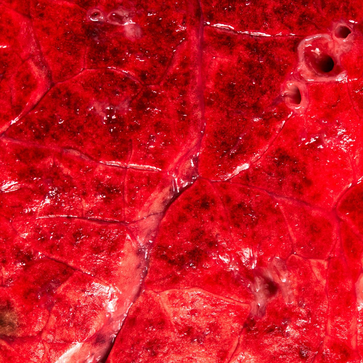 Lamb Lung macro