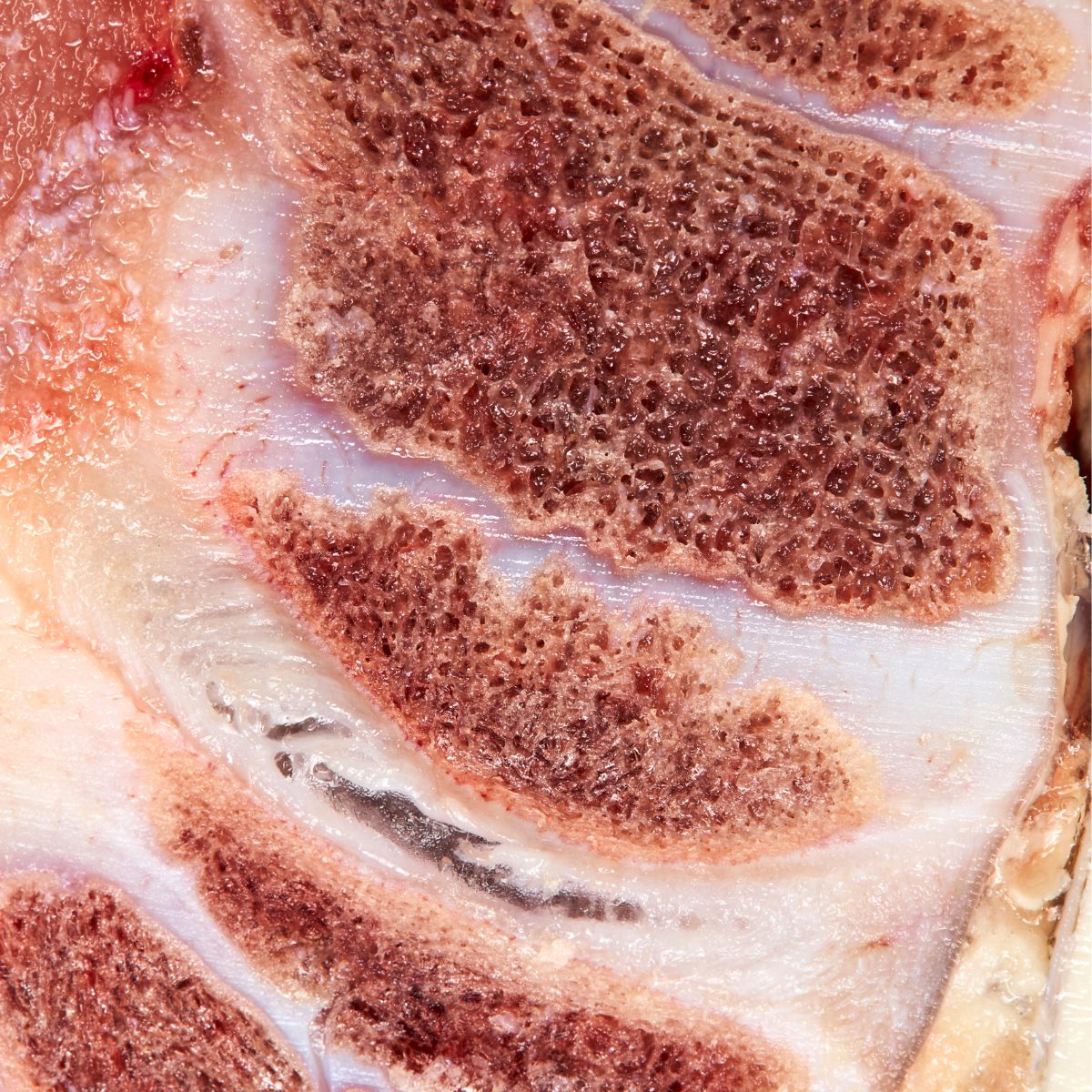 Veal neck macro