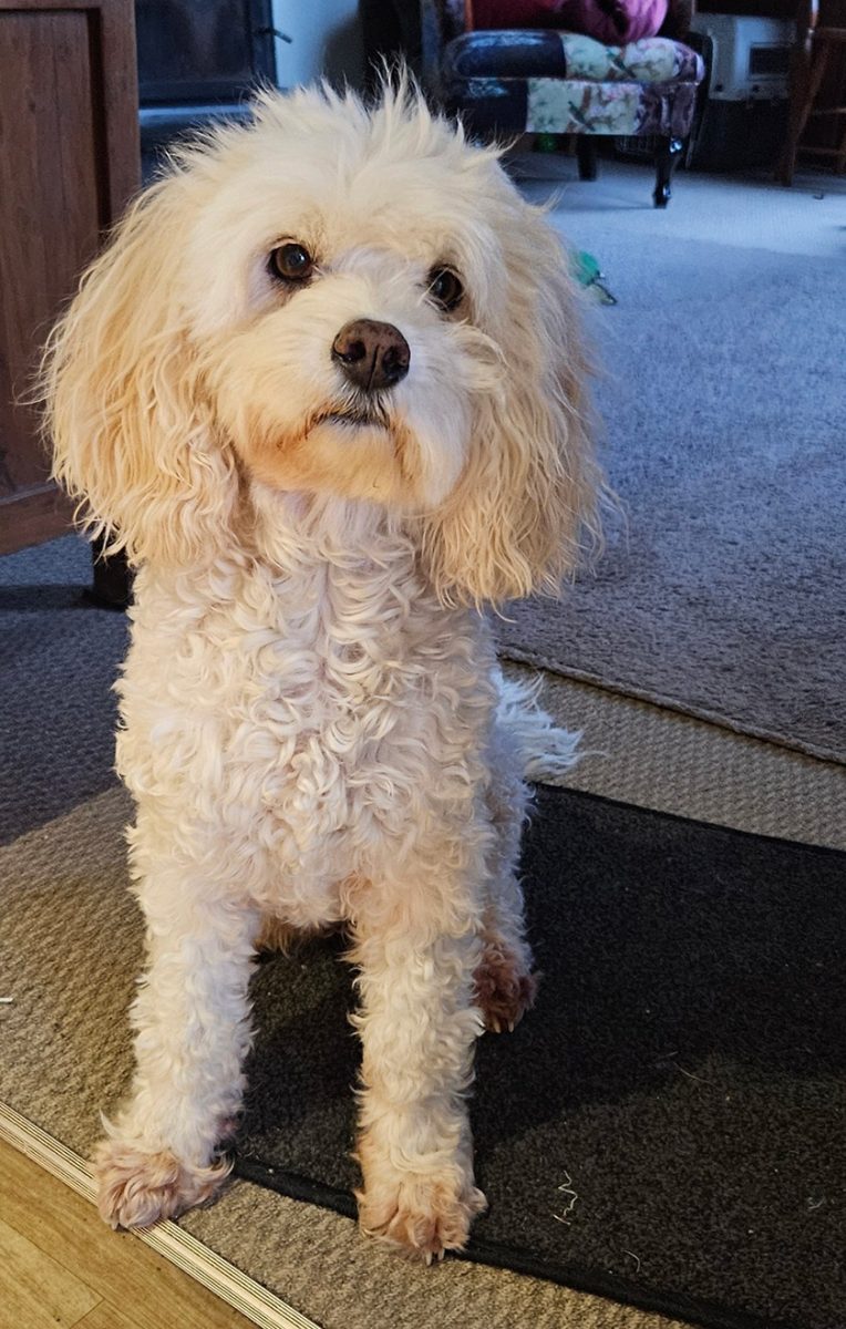 Miso cavoodle gut healing protocol skin after
